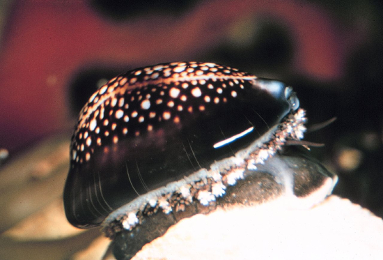  Monetaria caputserpentis (Snakehead Cowry)